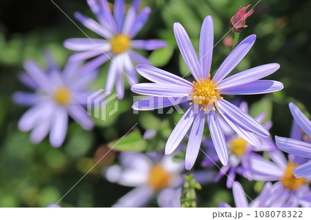 桝水高原の秋の花 3 桝水高原の秋の花 3 108078322
