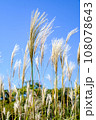 青空に映えるススキ 108078643