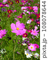 秋の花ピンク色のコスモス 108078644