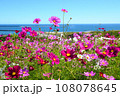海の見えるコスモス畑 108078645