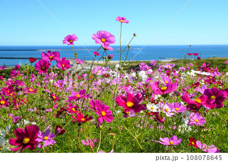 海の見えるコスモス畑 108078645