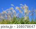 青空に映えるススキ 108078647