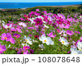 風に揺れるコスモス 108078648