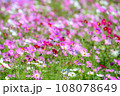 一面に咲き誇るコスモス 108078649