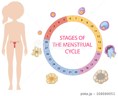 menstrual 