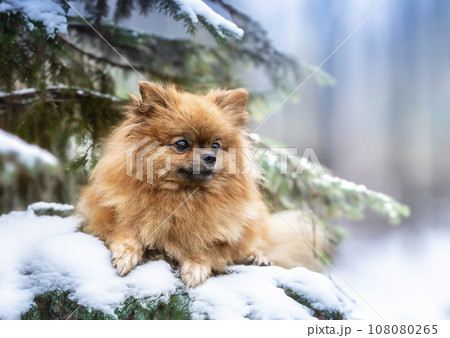pomeranian in nature pomeranian in nature 108080265