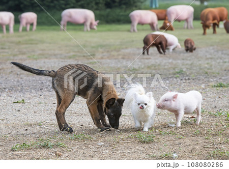 pig and dogs in farm pig and dogs in farm 108080286
