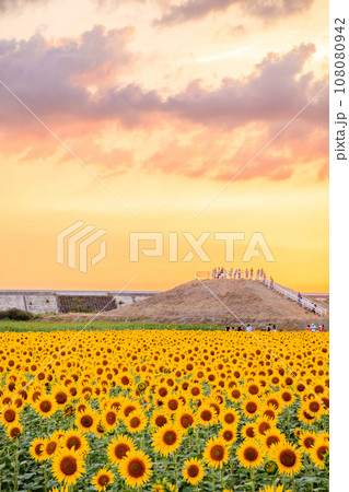 夕暮れ時の向日葵畑　柳川ひまわり園　福岡県柳川市 108080942