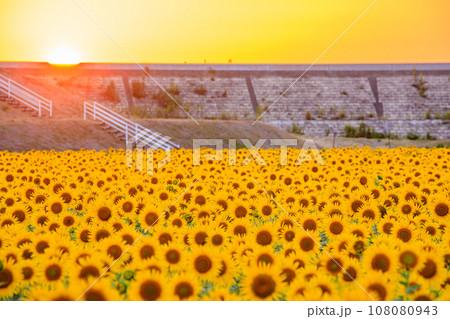 夕日と向日葵畑 柳川ひまわり園 福岡県柳川市 夕日と向日葵畑 柳川ひまわり園 福岡県柳川市 108080943