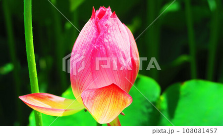 足立堀之内公園（東京都足立区）のハスの花の風景（2023年撮影） 108081457