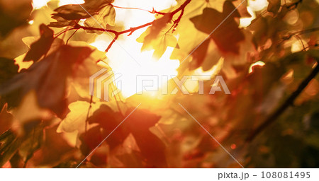 Forest sunrise background. Fall leaves. Morning park scenery. Blur yellow green tree foliage branch in lens flare defocused glowing beam light. 108081495