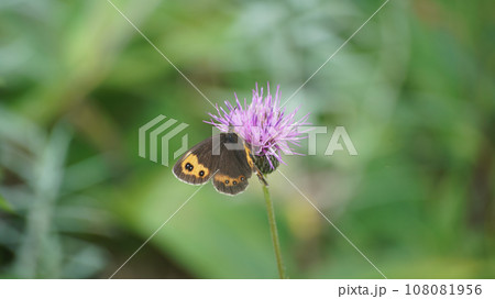 アザミの蜜を吸うベニヒカゲの雌本州亜種 アザミの蜜を吸うベニヒカゲの雌本州亜種 108081956