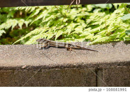 尻尾が再生中のニホンカナヘビ 尻尾が再生中のニホンカナヘビ 108081991