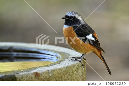 ジョウビタキ 108082280