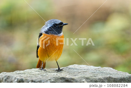 ジョウビタキ 108082284