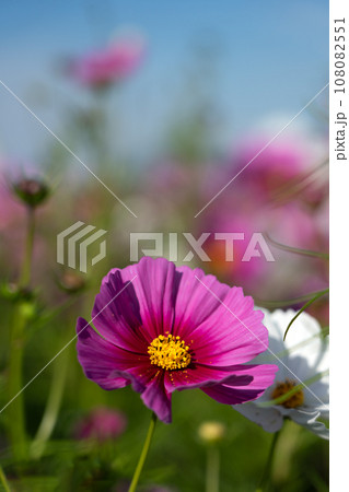 コスモス畑と秋の日差し 108082551