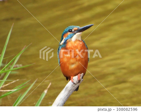 見あげるカワセミ　アップ 108082596