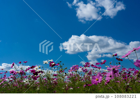 コスモスの花の群れと秋空のコピースペース コスモスの花の群れと秋空のコピースペース 108083221