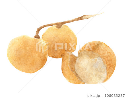 Fresh longan fruit. Watercolor illustration tropical fruit. Fresh longan fruit. Watercolor illustration tropical fruit. 108083287