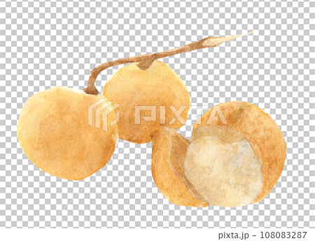 Fresh longan fruit. Watercolor illustration tropical fruit. 108083287