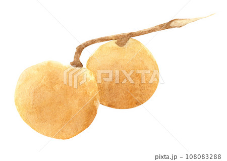 Fresh longan fruit. Watercolor illustration tropical fruit. 108083288