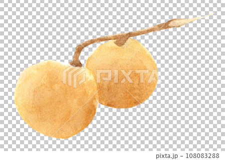 Fresh longan fruit. Watercolor illustration tropical fruit. 108083288