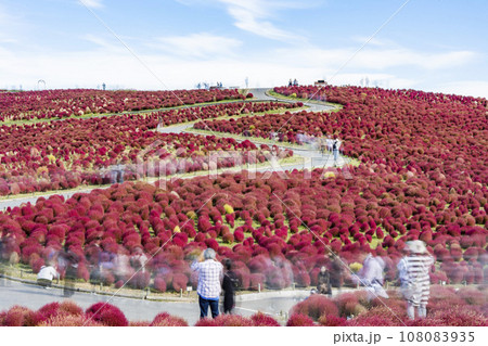 秋の国営ひたち海浜公園　赤く紅葉したコキア　茨城県ひたちなか市 108083935