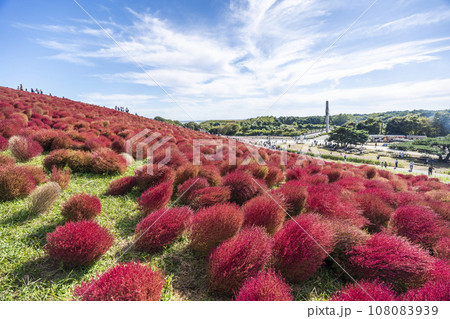 秋の国営ひたち海浜公園　赤く紅葉したコキア　茨城県ひたちなか市 108083939
