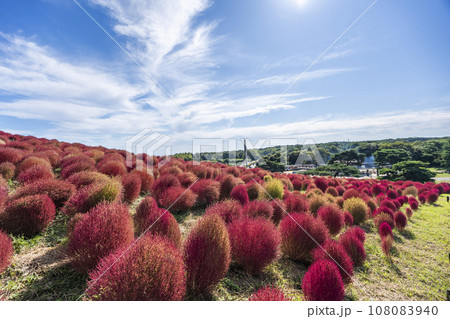 秋の国営ひたち海浜公園 赤く紅葉したコキア 茨城県ひたちなか市 秋の国営ひたち海浜公園 赤く紅葉したコキア 茨城県ひたちなか市 108083940