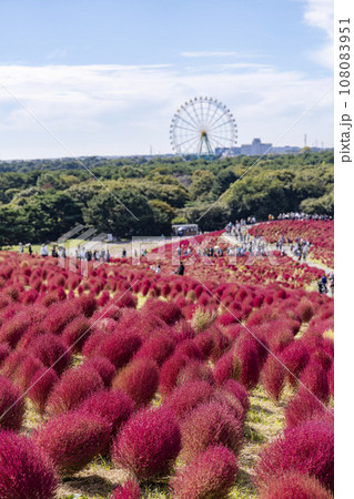 秋の国営ひたち海浜公園 赤く紅葉したコキア 茨城県ひたちなか市 秋の国営ひたち海浜公園 赤く紅葉したコキア 茨城県ひたちなか市 108083951