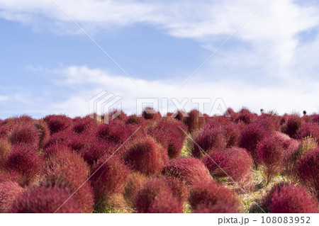 秋の国営ひたち海浜公園 赤く紅葉したコキア 茨城県ひたちなか市 秋の国営ひたち海浜公園 赤く紅葉したコキア 茨城県ひたちなか市 108083952