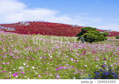 秋の国営ひたち海浜公園　赤く紅葉したコキアとコスモス　茨城県ひたちなか市 108083985