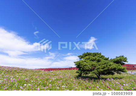 秋の国営ひたち海浜公園　赤く紅葉したコキアとコスモス　茨城県ひたちなか市 108083989