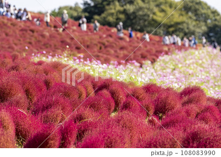 秋の国営ひたち海浜公園 赤く紅葉したコキアとコスモス 茨城県ひたちなか市 秋の国営ひたち海浜公園 赤く紅葉したコキアとコスモス 茨城県ひたちなか市 108083990