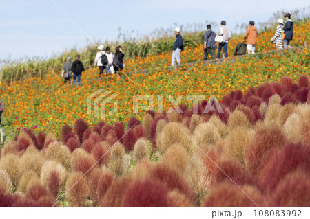 秋の国営ひたち海浜公園 赤く紅葉したコキアとコスモス 茨城県ひたちなか市 秋の国営ひたち海浜公園 赤く紅葉したコキアとコスモス 茨城県ひたちなか市 108083992