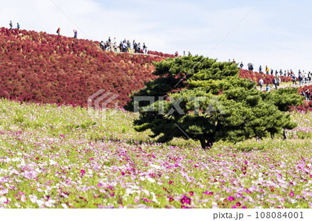 秋の国営ひたち海浜公園　赤く紅葉したコキアとコスモス　茨城県ひたちなか市 108084001
