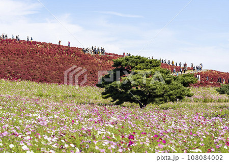 秋の国営ひたち海浜公園 赤く紅葉したコキアとコスモス 茨城県ひたちなか市 秋の国営ひたち海浜公園 赤く紅葉したコキアとコスモス 茨城県ひたちなか市 108084002