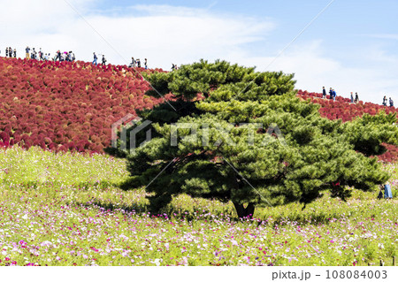 秋の国営ひたち海浜公園 赤く紅葉したコキアとコスモス 茨城県ひたちなか市 秋の国営ひたち海浜公園 赤く紅葉したコキアとコスモス 茨城県ひたちなか市 108084003
