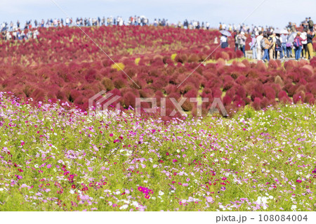 秋の国営ひたち海浜公園　赤く紅葉したコキアとコスモス　茨城県ひたちなか市 108084004