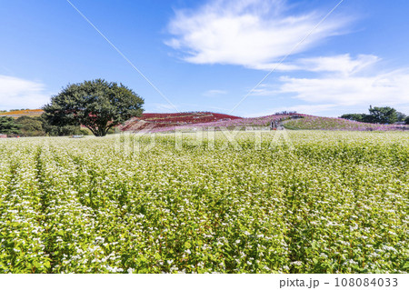 秋の国営ひたち海浜公園 赤く紅葉したコキアとそばの花 茨城県ひたちなか市 秋の国営ひたち海浜公園 赤く紅葉したコキアとそばの花 茨城県ひたちなか市 108084033