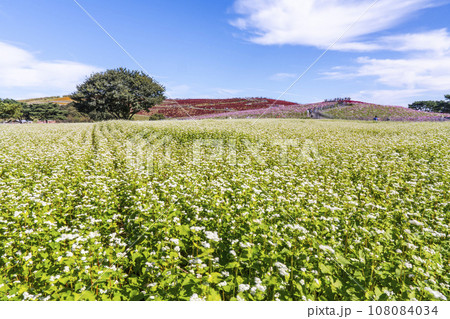 秋の国営ひたち海浜公園　赤く紅葉したコキアとそばの花　茨城県ひたちなか市 108084034
