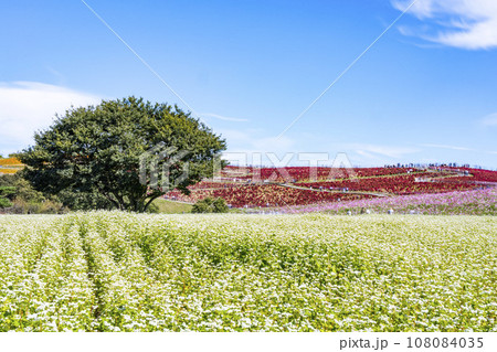 秋の国営ひたち海浜公園　赤く紅葉したコキアとそばの花　茨城県ひたちなか市 108084035