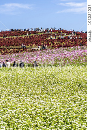 秋の国営ひたち海浜公園 赤く紅葉したコキアとそばの花 茨城県ひたちなか市 秋の国営ひたち海浜公園 赤く紅葉したコキアとそばの花 茨城県ひたちなか市 108084038