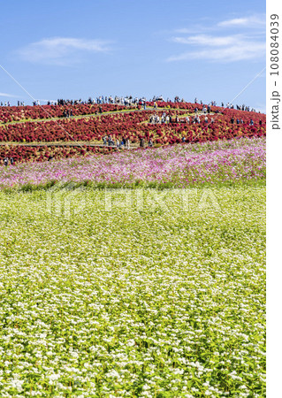 秋の国営ひたち海浜公園 赤く紅葉したコキアとそばの花 茨城県ひたちなか市 秋の国営ひたち海浜公園 赤く紅葉したコキアとそばの花 茨城県ひたちなか市 108084039