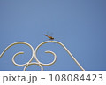青空を背景にしたトンボ 108084423