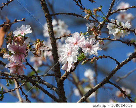 秋に咲いた十月桜 108084618