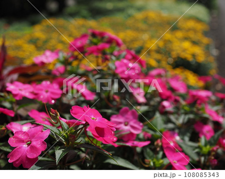 ガーデニング 108085343