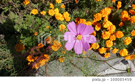紫色のコスモスが綺麗な花壇 紫色のコスモスが綺麗な花壇 108085459