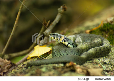 A large grass snake lying on a tree trunk 108085806