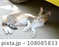 車の陰でお昼寝する猫 108085833